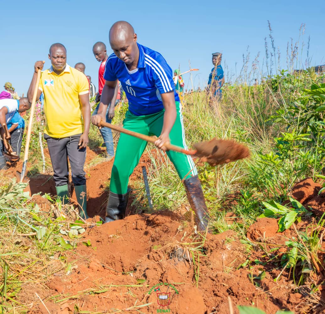 La population de Gitega appelée à répondre à l&rsquo;appel du Gouvernement de planter les avocatiers et les caféiers